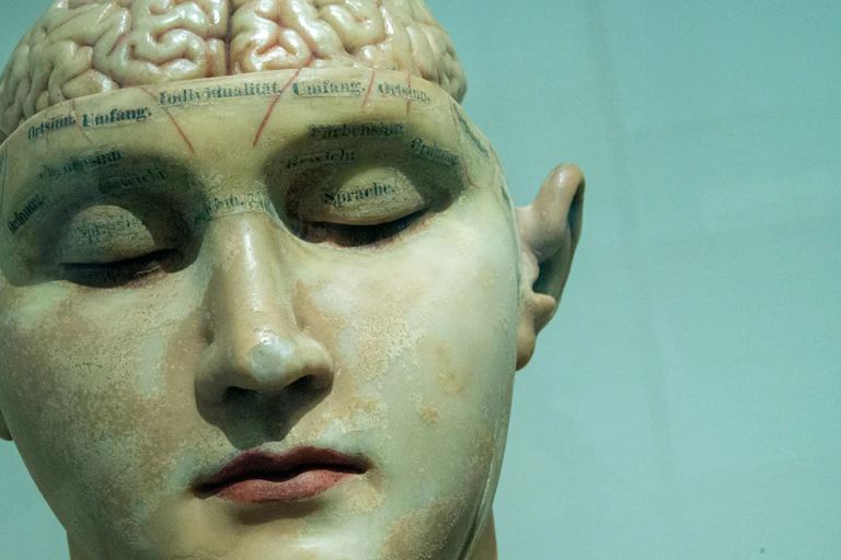 A photograph of an anatomical mannequin's head with an exposed brain.