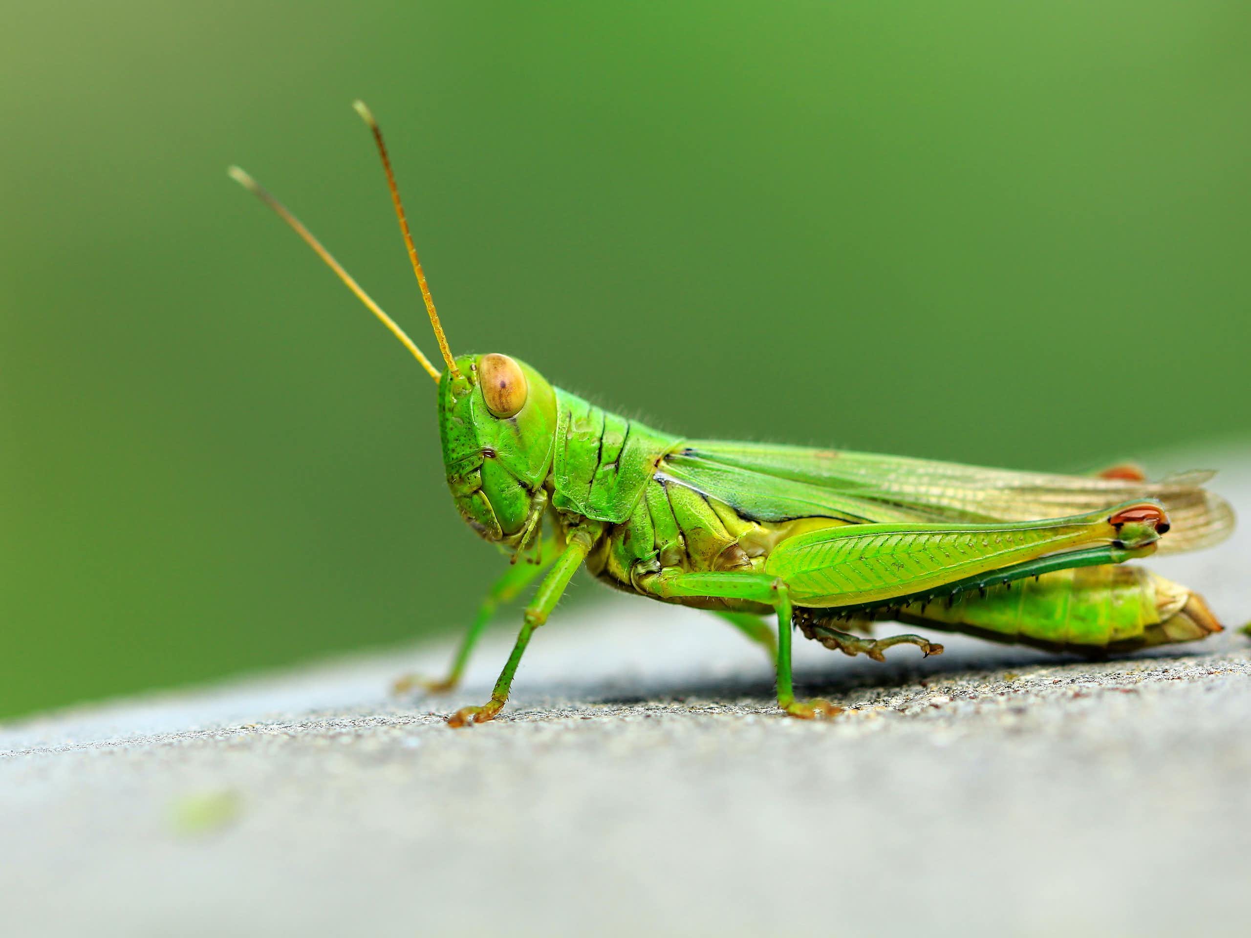 Buildings inspired by worms and grasshoppers: the future of biomimicry in construction