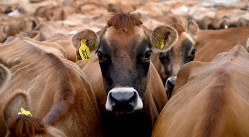 NZ’s dairy industry faces an uncertain future – its fate now lies in its ability to adapt