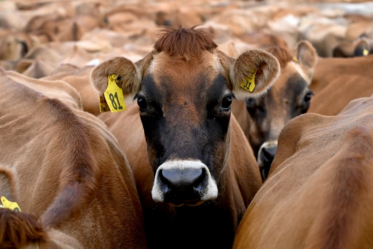 A cow, in the middle of a herd, looking straight at the camera
