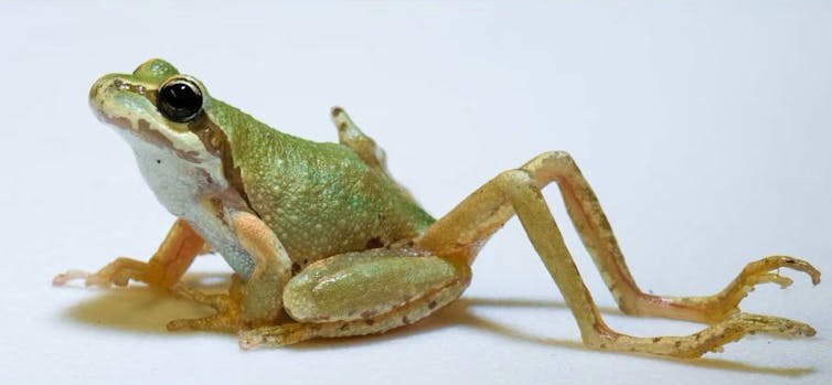 A frog with extra hind legs thanks to a parasite