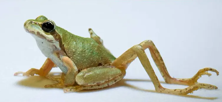 A frog with extra hind legs thanks to a parasite