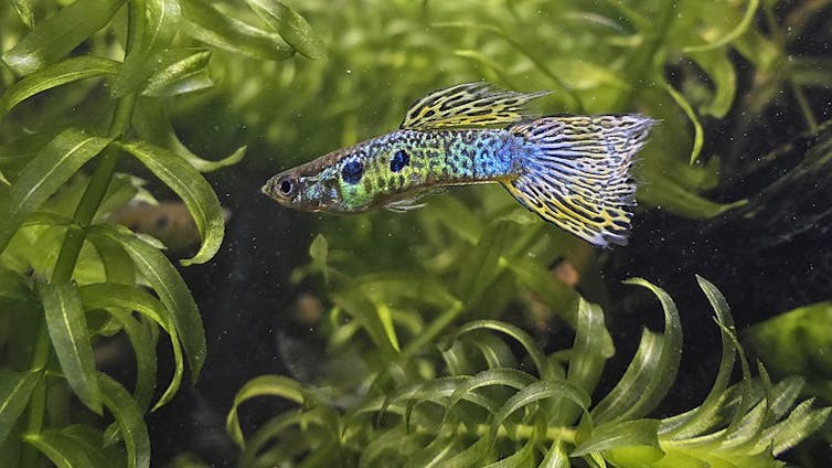 A colourful male guppy against a green leafy background