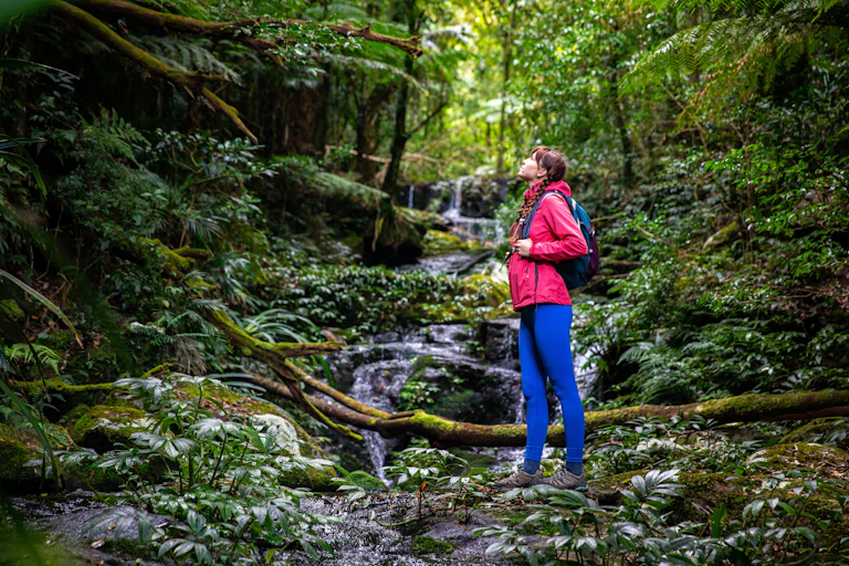 A woman hiking in a rainforest looks up to the treetops listening to nature, Lamington National Park in Queensland.