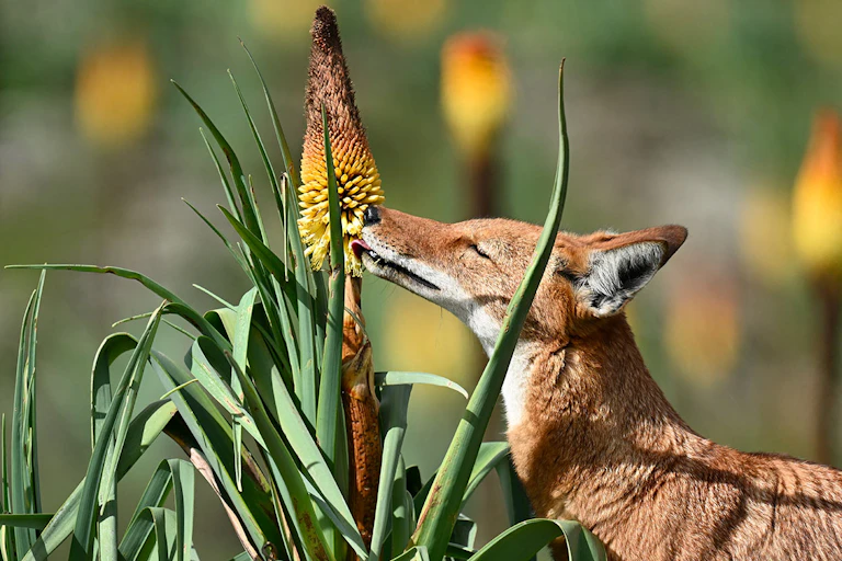 wolf licks flower