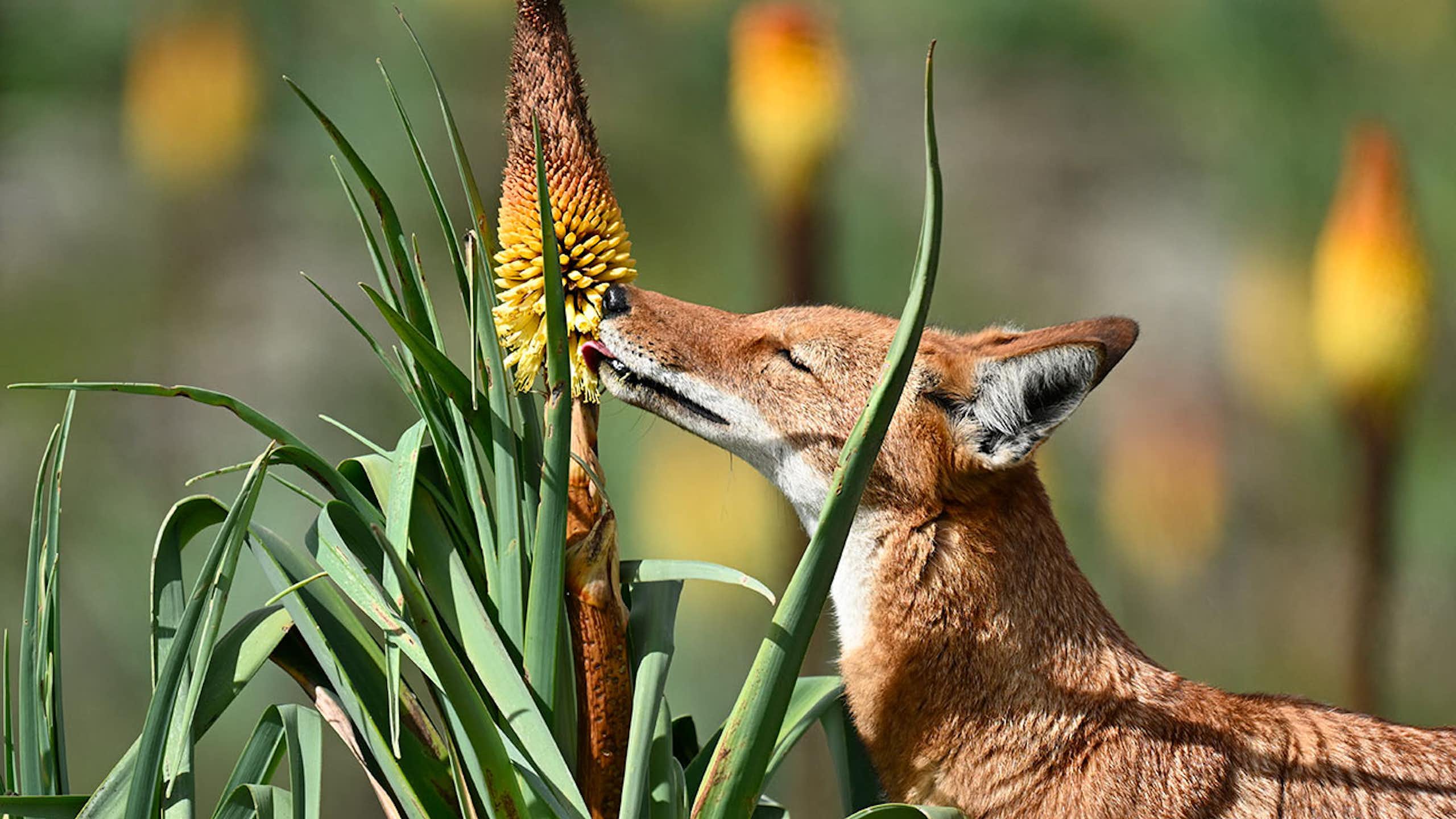 wolf licks flower
