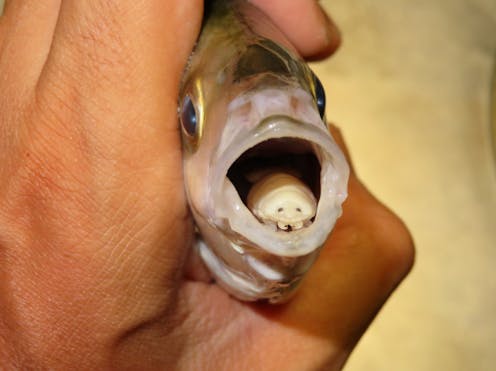 parasites are bizarre yet vital for life on Earth