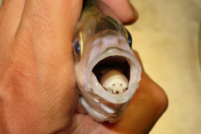 Tongue-eating louse parasitizing the tongue inside a white trevally's mouth