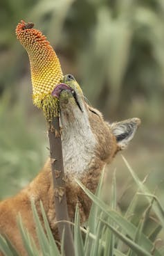 Wolf licks nectar