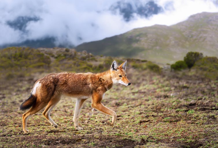 Fox-coloured wolf with mountains in background