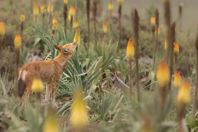 Wolf licking flower in field with lots of flowers