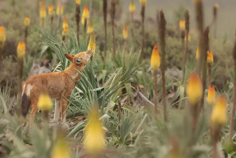 Wolf licking flower in field with lots of flowers