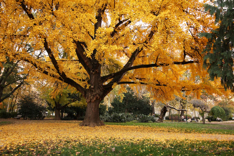 Gingko biloba en otoño