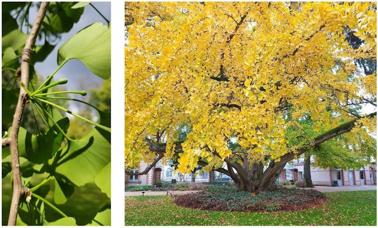 Izquierda: en primavera, hojas bilobuladas con venación en abanico. Derecha: el árbol en otoño.