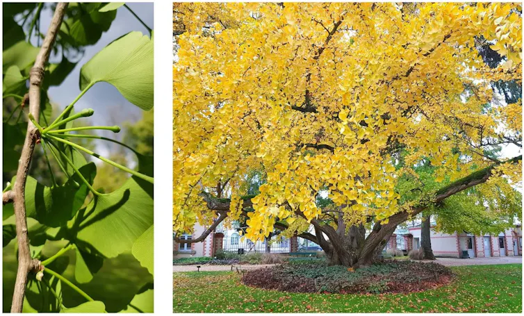 Izquierda: en primavera, hojas bilobuladas con venación en abanico. Derecha: el árbol en otoño.