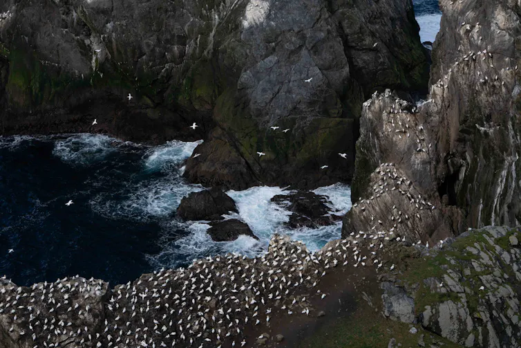 rocky coastline with sea and white birds (gannets) resting on cliffs and flying