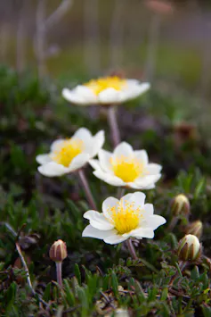 Mountain avens
