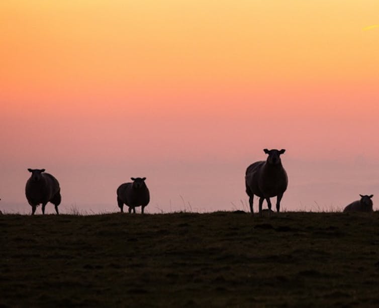 Sheep in silhouettes against sunrise