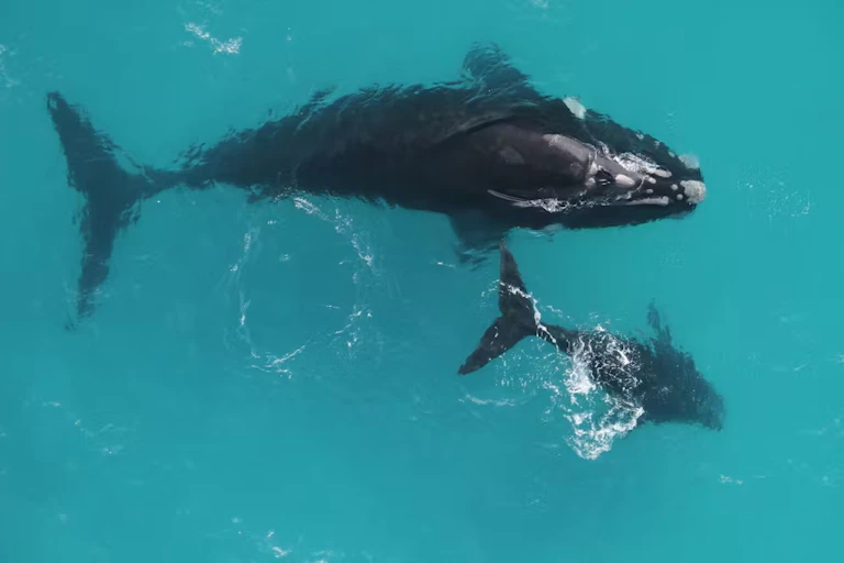 Right whale mother and calf from above