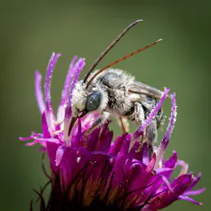 A bee with bluish eyes and long antennae perches on a fushia colored flower. It is covered in tiny grains of pollen.