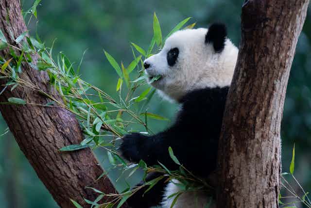 A giant panda sits in a tree eating bamboo leaves
