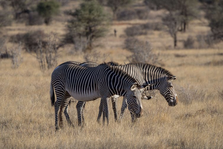 Two zebras graze on a dry savannah.