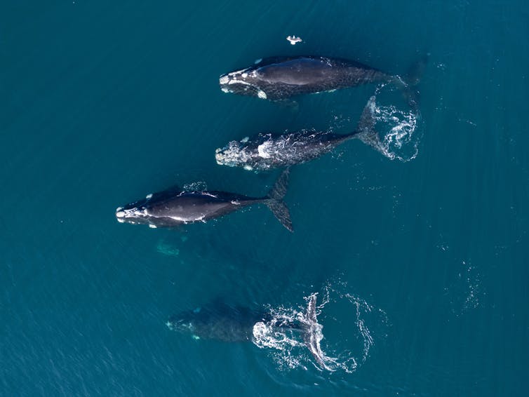 aerial view of four Southern right whales swimming together at surface