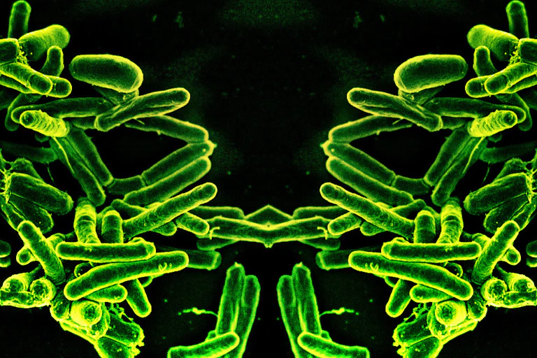 Bactérias sob microscópio