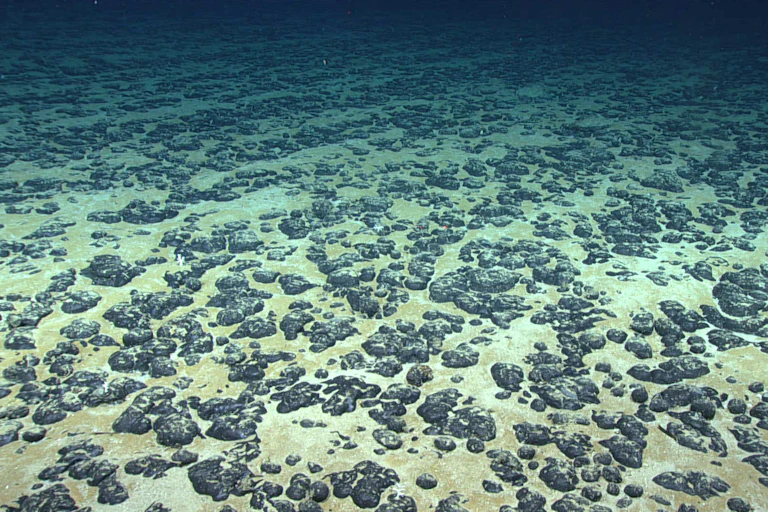 Black, potato-sized polymetallic nodules scattered on the seafloor contain cobalt, nickel, copper and manganese.