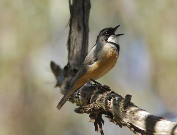 A bird resting on a branch, singing with its mouth wide open