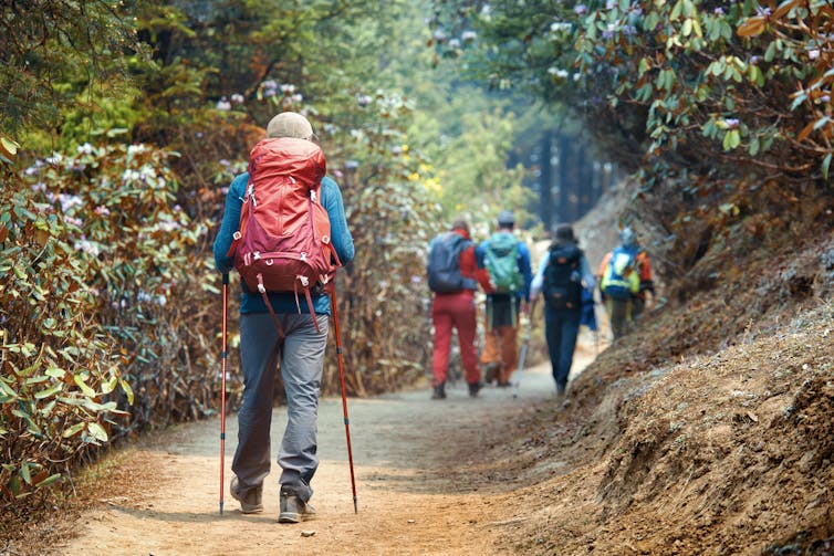 people with trekking poles and backpacks walk along a path in a forested area