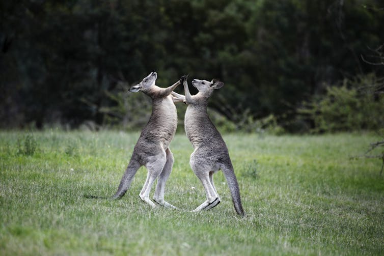 Two male kangaroos face off in a boxing match, standing up on their hind legs with their tail for balance while throwing punches at one another,