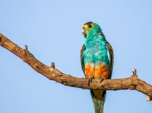 Fully recovering Australia’s threatened species would cost 25% of GDP. We can’t do it all at once – so let’s start here
