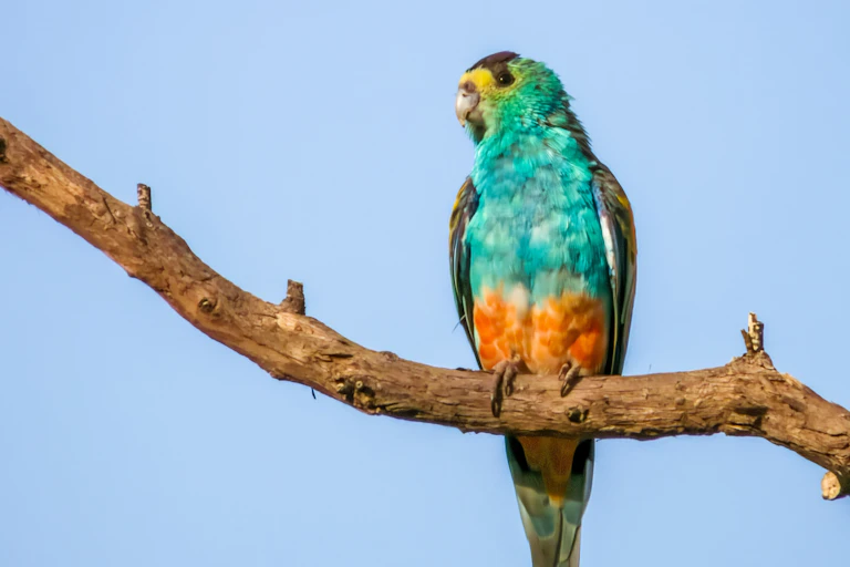 parrot on branch