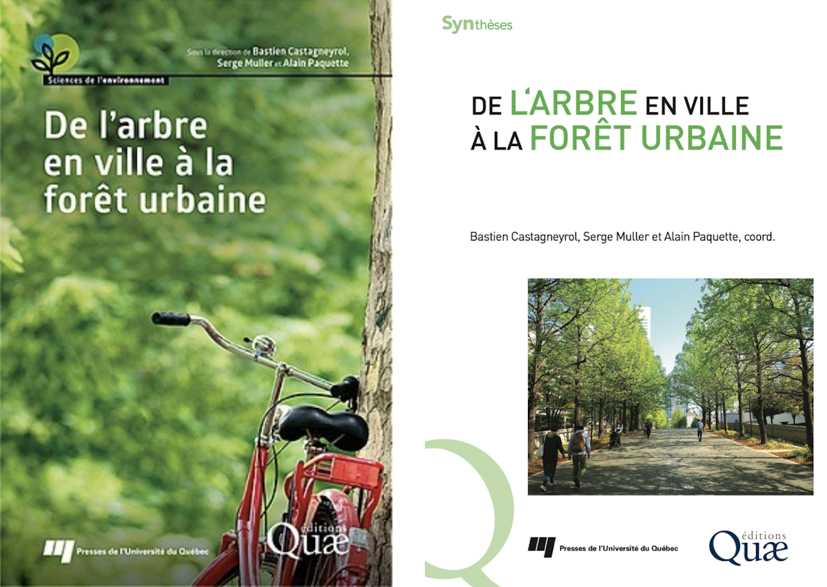 Les arbres en ville : pourquoi il n’y a pas que le nombre qui compte