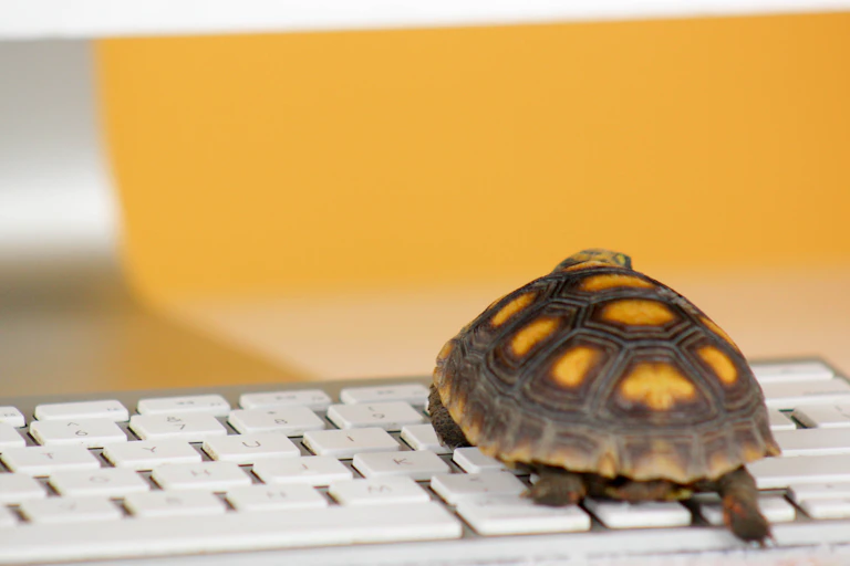 Tortoise on a computer keyboard