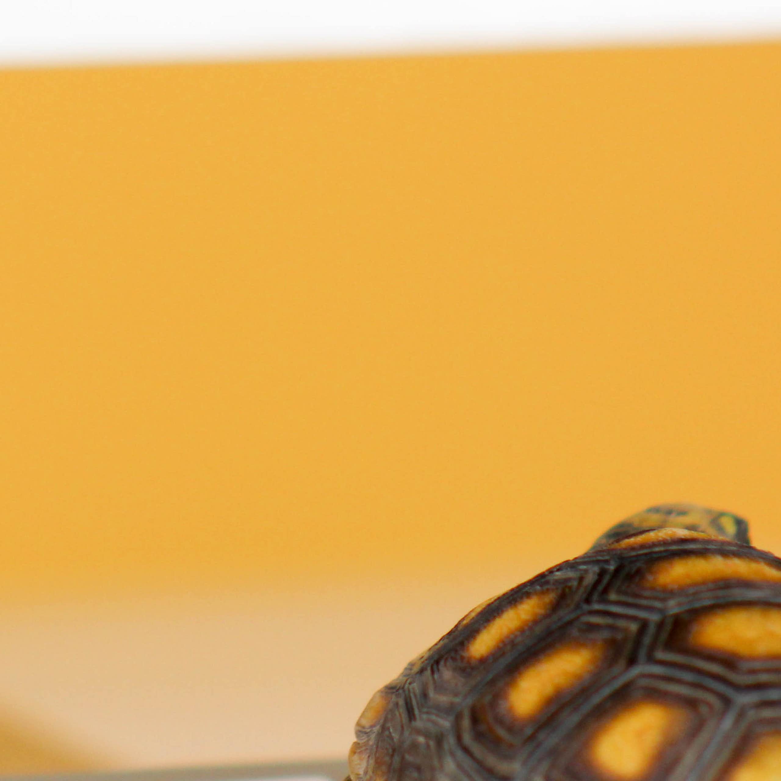 Tortoise on a computer keyboard