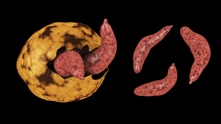 Microscopic view of the cryptosporidium parasite.