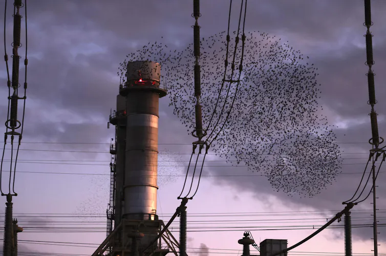a murmuration of birds looks like smoke from a factory smokestack