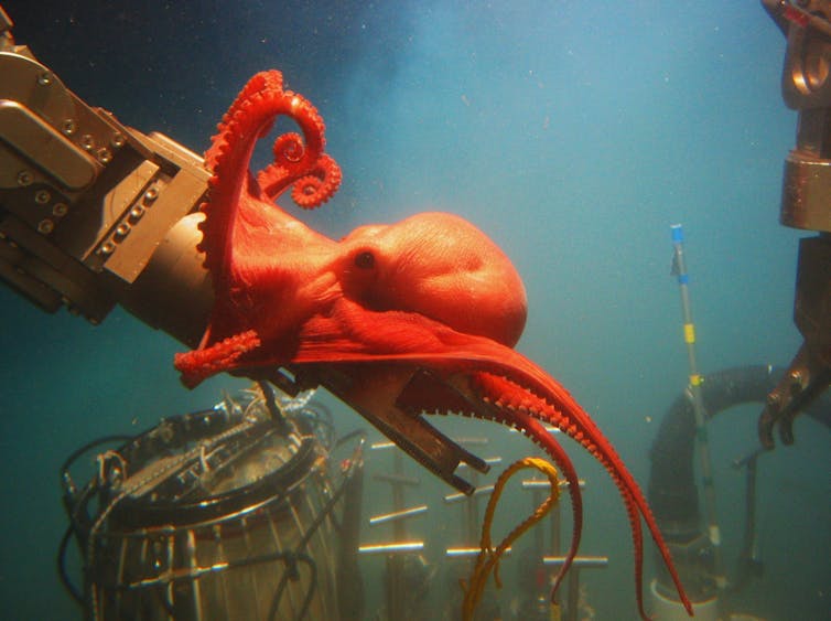 A bright orange octopus attached to the arm of an underwater research vehicle.