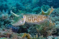 A brown and white invertebrate swims over rocks and seaweed.