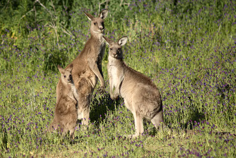 kangaroos in a field with the weed Paterson's curse