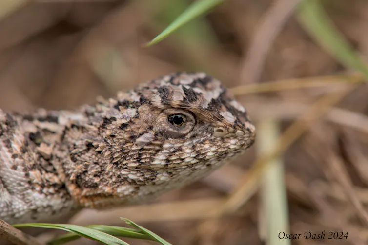 earless dragon, lizard