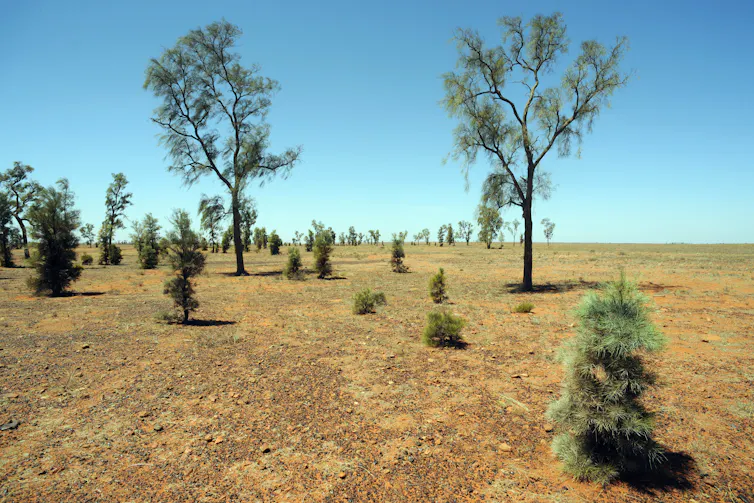 waddywood trees in central Australia
