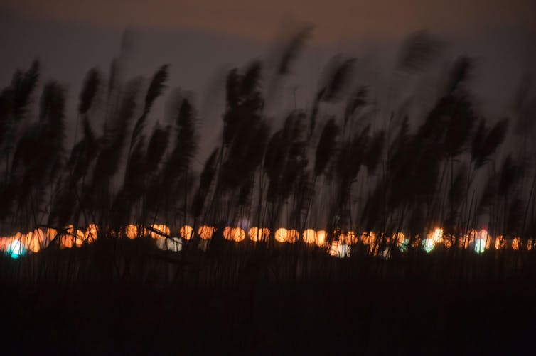 Reeds at night with city lights in the distance.