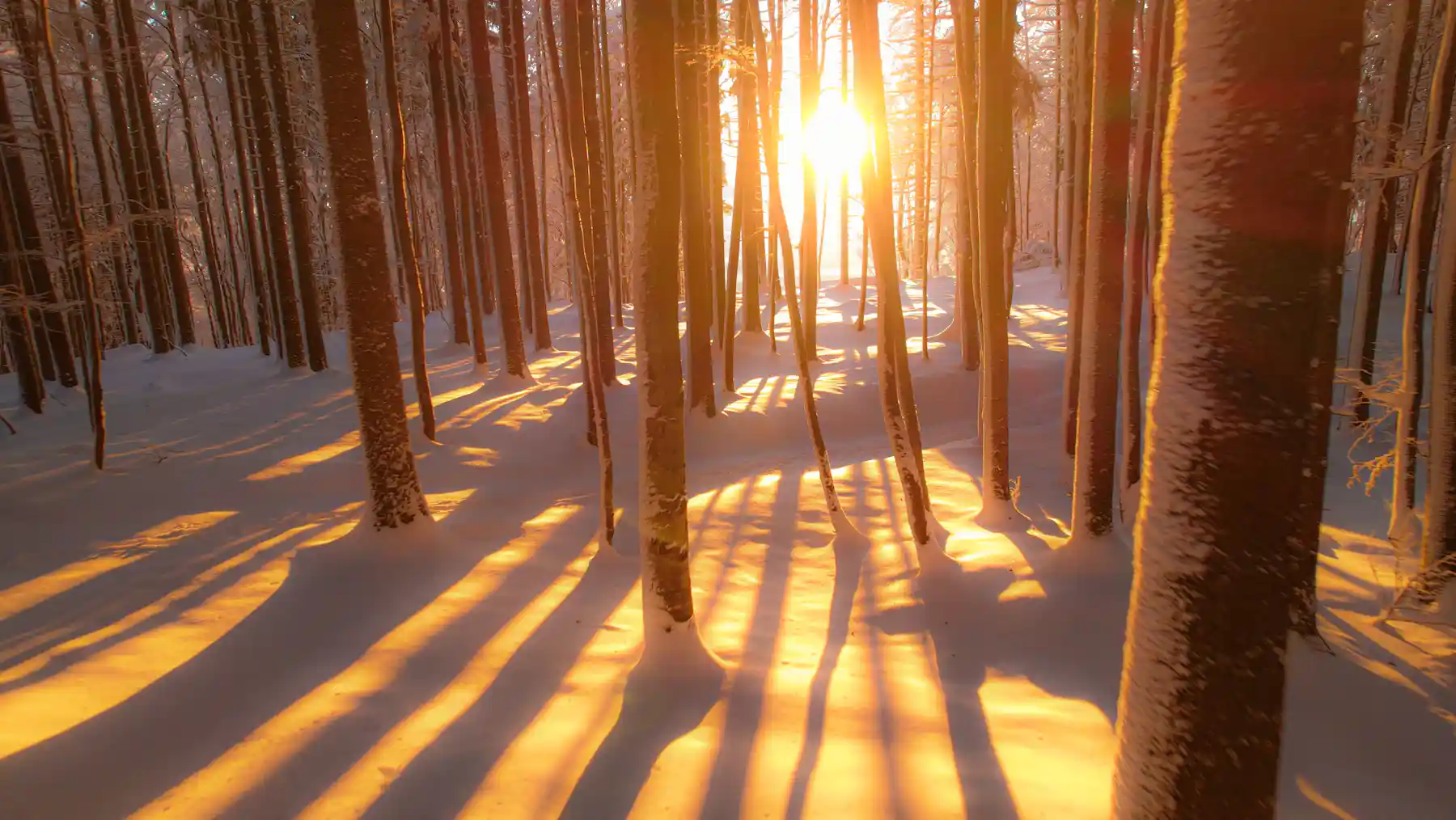 What Do Insects Do All Winter What do insects do all winter
