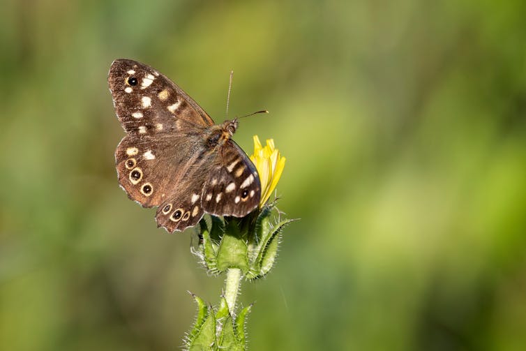 A brown and spotty butterfly on a yellow flower.