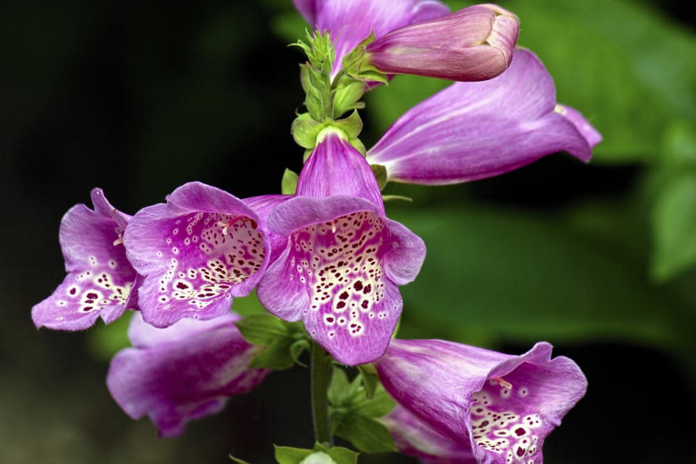 Meet Five Of The Uk S Most Poisonous Plants Meet Five Of The Uk S Most Poisonous Plants
