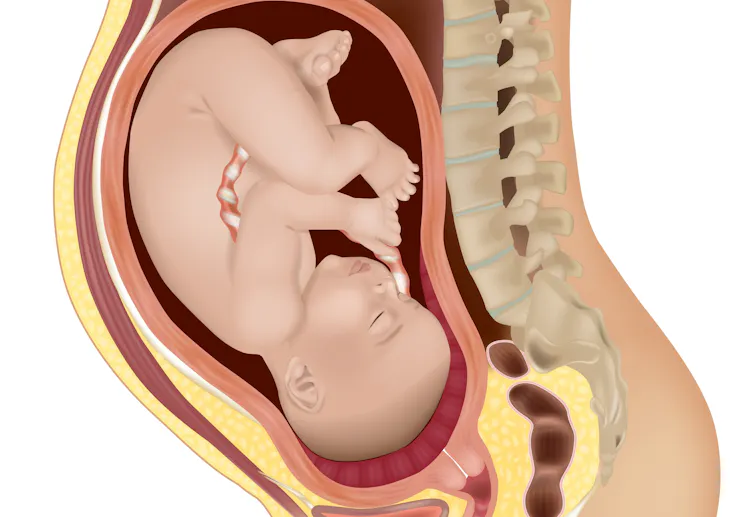 El origen viral de la placenta