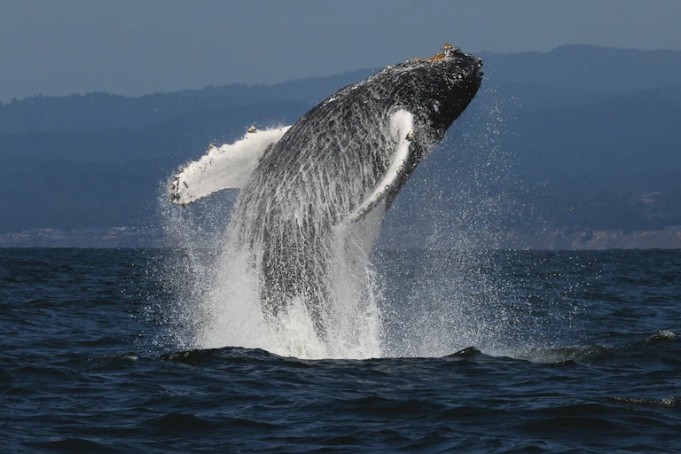 baleine qui sort de l'eau